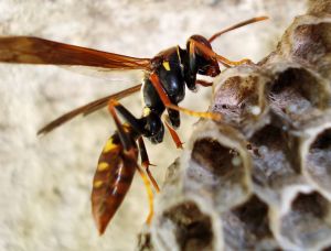 708647_wasp_hive_wasp_eggs_2