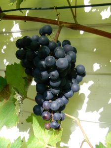 grapes